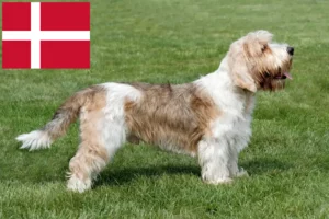 Lees meer over het artikel Petit Basset Griffon Vendéen fokkers en pups in Denemarken