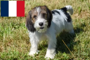 Lees meer over het artikel Petit Basset Griffon Vendéen fokkers en pups in Frankrijk