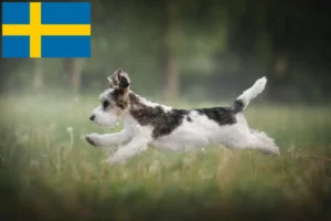 Lees meer over het artikel Petit Basset Griffon Vendéen fokkers en pups in Zweden