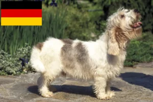 Lees meer over het artikel Petit Basset Griffon Vendéen fokkers en pups in Duitsland