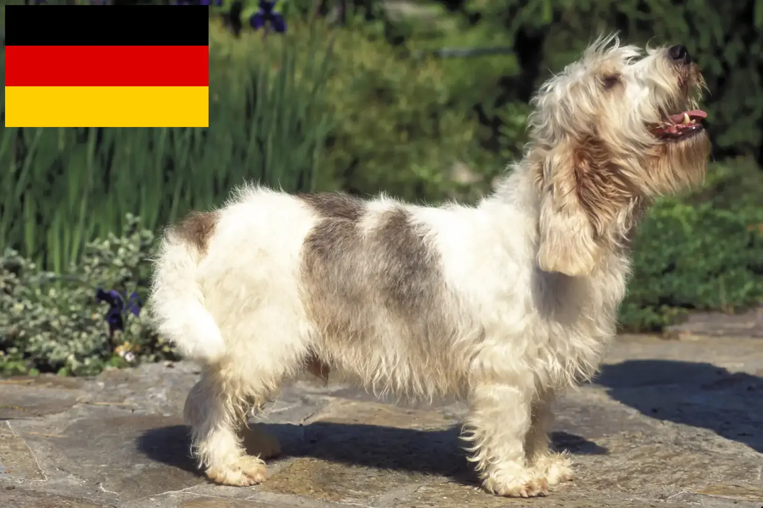 Lees meer over het artikel Petit Basset Griffon Vendéen fokkers en pups in Duitsland