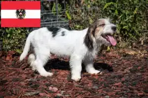 Lees meer over het artikel Petit Basset Griffon Vendéen fokkers en pups in Oostenrijk
