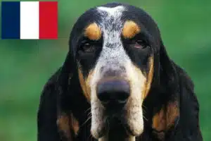 Lees meer over het artikel Petit Bleu de Gascogne fokkers en pups in Frankrijk