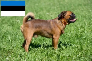 Lees meer over het artikel Petit Brabançon fokkers en pups in Estland