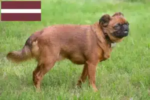 Lees meer over het artikel Petit Brabançon fokkers en pups in Letland