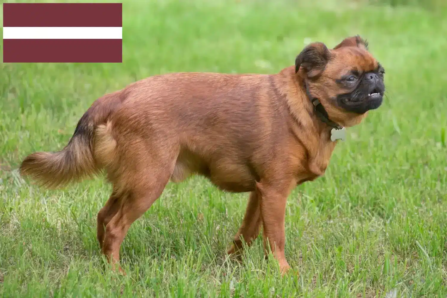 Lees meer over het artikel Petit Brabançon fokkers en pups in Letland