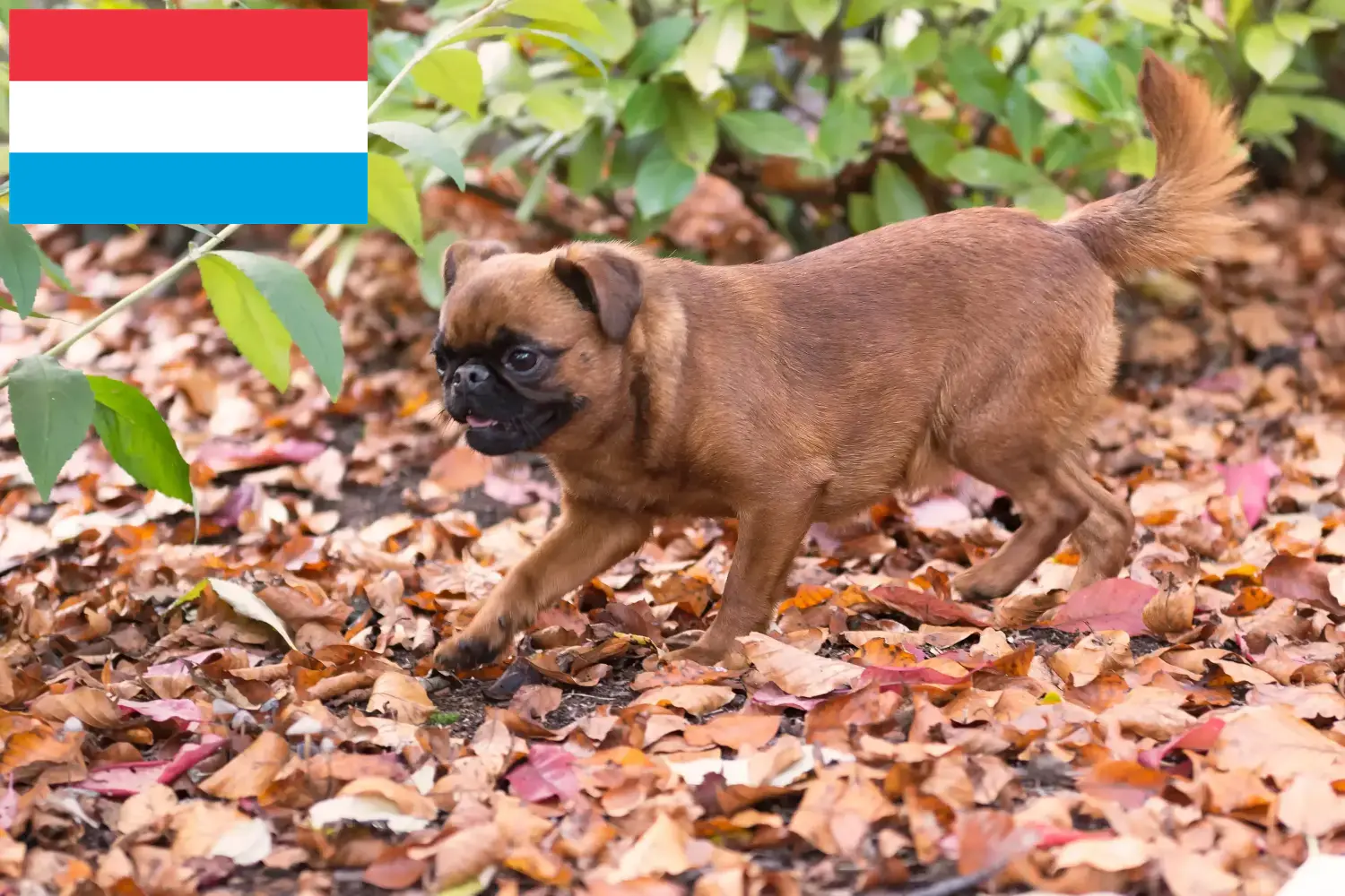 Petit Brabançon pups en fokkers Luxemburg Hier vind je Petit Brabançons fokkers in Luxemburg.