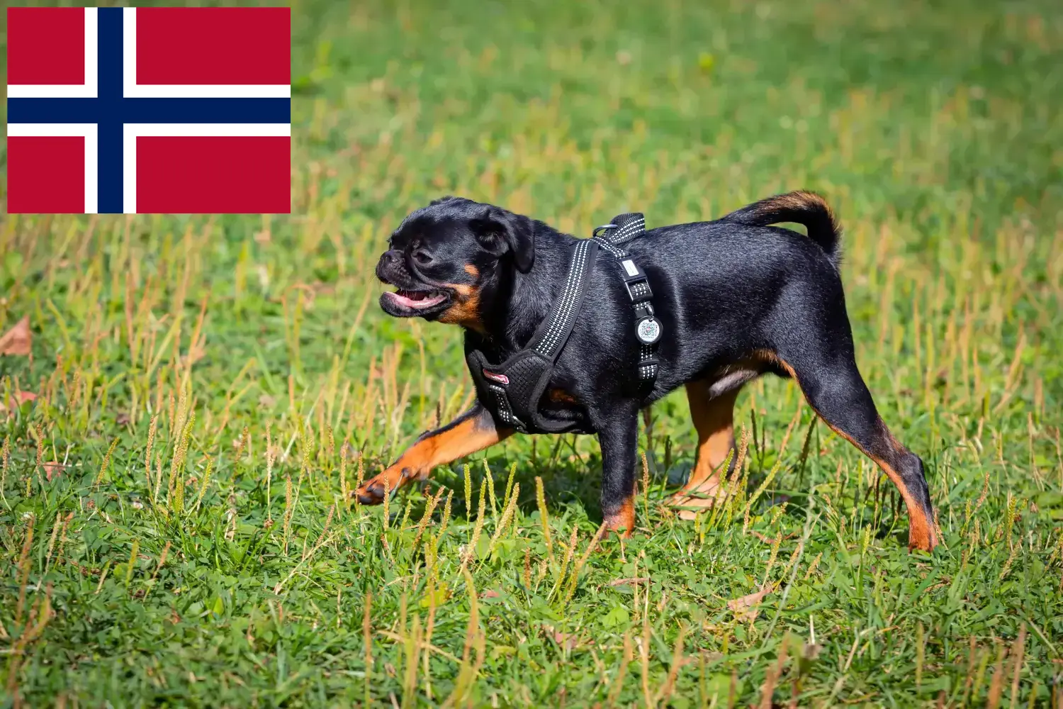 Petit Brabançon pups en fokkers Noorwegen Hier vind je Petit Brabançons fokkers in Noorwegen.