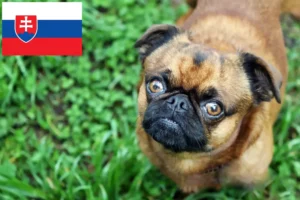 Lees meer over het artikel Petit Brabançon fokkers en pups in Slowakije
