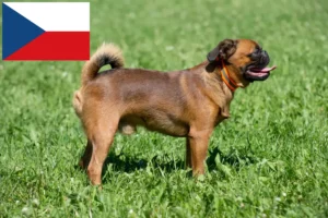 Lees meer over het artikel Petit Brabançon fokkers en pups in Tsjechië