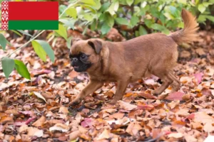 Lees meer over het artikel Petit Brabançon fokkers en pups in Wit-Rusland