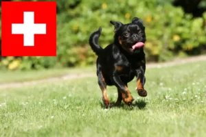 Lees meer over het artikel Petit Brabançon fokkers en pups in Zwitserland