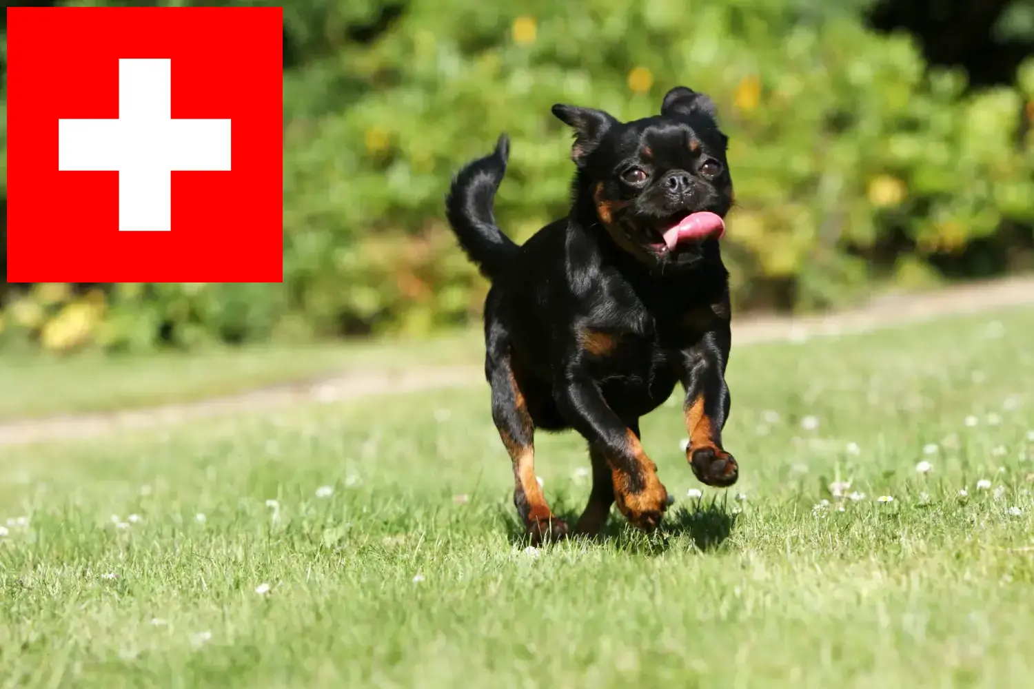Petit Brabançon pups en fokkers Zwitserland Hier vind je Petit Brabançons fokkers in Zwitserland.