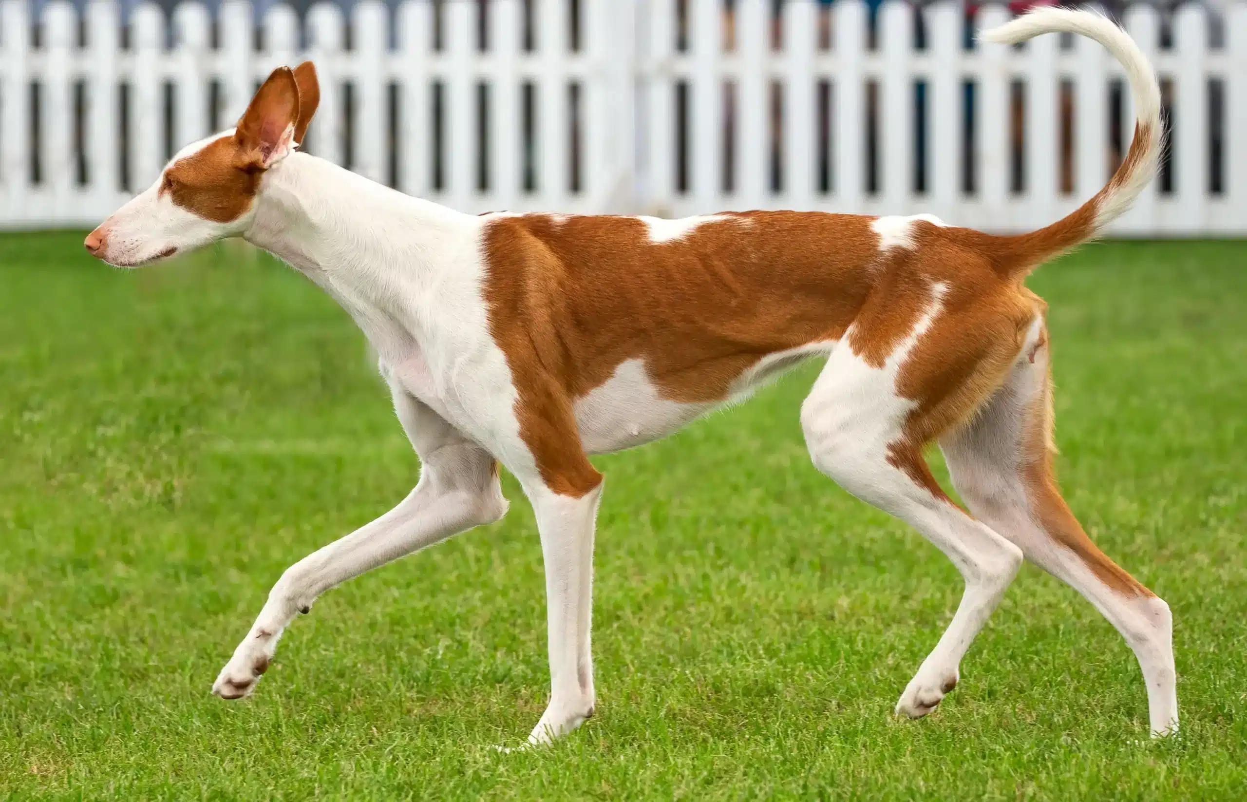 Lees meer over het artikel Podenco fokker