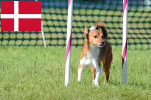 Lees meer over het artikel Podenco fokkers en pups in Denemarken