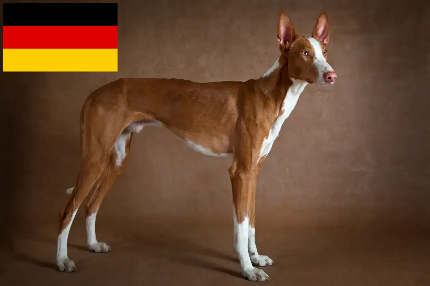 Lees meer over het artikel Podenco fokkers en pups in Duitsland