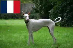 Lees meer over het artikel Podenco fokkers en pups in Frankrijk