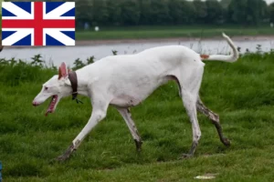 Lees meer over het artikel Podenco fokkers en pups in Groot-Brittannië