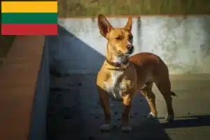 Lees meer over het artikel Podenco fokkers en pups in Litouwen