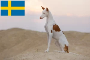 Lees meer over het artikel Podenco fokkers en pups in Zweden