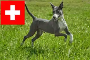 Lees meer over het artikel Podenco fokkers en pups in Zwitserland