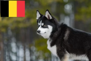 Lees meer over het artikel Pomsky fokkers en puppies in België