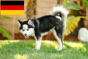 Lees meer over het artikel Pomsky fokkers en puppies in Duitsland