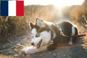 Lees meer over het artikel Pomsky fokkers en puppies in Frankrijk