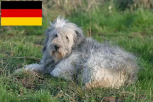 Lees meer over het artikel PON fokkers en puppies in Duitsland
