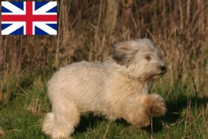 Lees meer over het artikel PON fokkers en puppies in Groot-Brittannië