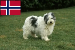 Lees meer over het artikel PON fokkers en puppies in Noorwegen