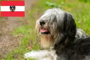 Lees meer over het artikel PON fokkers en pups in Oostenrijk
