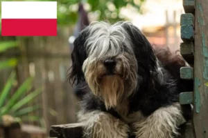 Lees meer over het artikel PON fokkers en puppies in Polen