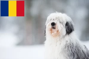 Lees meer over het artikel PON fokkers en pups in Roemenië