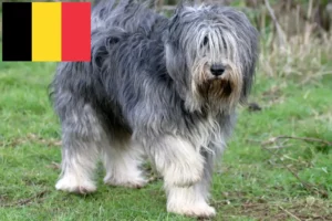 Lees meer over het artikel PON fokkers en puppies in België