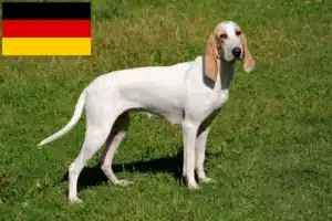 Lees meer over het artikel Porcelein fokkers en puppies in Duitsland