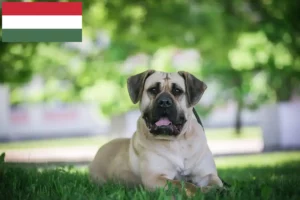 Lees meer over het artikel Presa Canario fokkers en pups in Hongarije