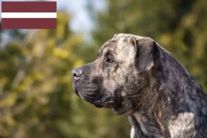 Lees meer over het artikel Presa Canario fokkers en pups in Letland