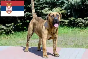 Lees meer over het artikel Presa Canario fokkers en pups in Servië