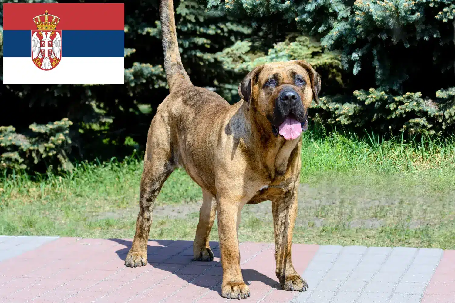 Lees meer over het artikel Presa Canario fokkers en pups in Servië
