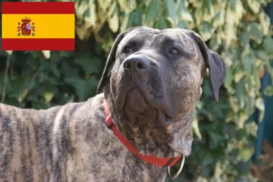 Lees meer over het artikel Presa Canario fokkers en pups in Spanje