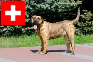 Lees meer over het artikel Presa Canario fokkers en pups in Zwitserland