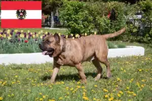 Lees meer over het artikel Presa Canario fokkers en pups in Oostenrijk