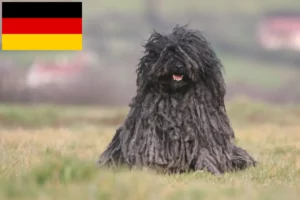 Lees meer over het artikel Puli fokkers en pups in Duitsland