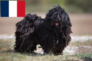 Lees meer over het artikel Puli fokkers en pups in Frankrijk