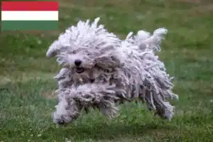 Lees meer over het artikel Puli fokkers en pups in Hongarije