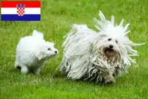 Lees meer over het artikel Puli fokkers en pups in Kroatië