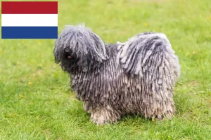 Lees meer over het artikel Puli fokkers en pups in Nederland