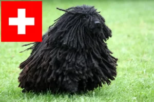Lees meer over het artikel Puli fokkers en pups in Zwitserland