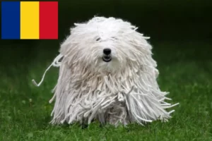 Lees meer over het artikel Puli fokkers en pups in Roemenië